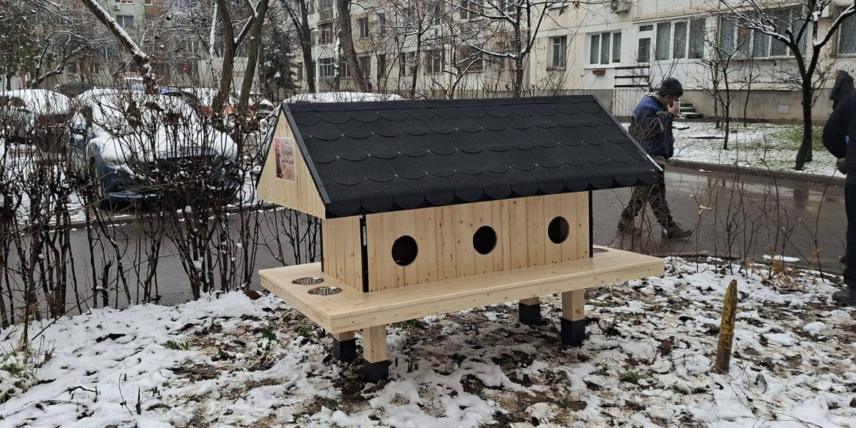 Patru-noi-casute-pentru-pisici.jpg - ReactMedia