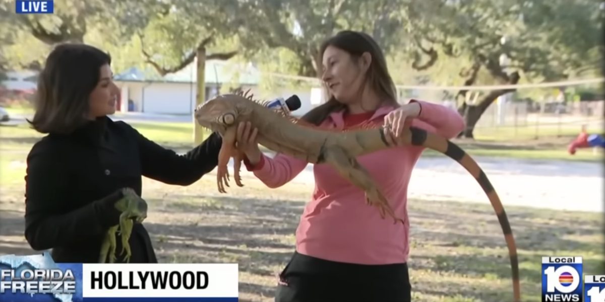 Screenshot-2026-02-02-at-10.29.50.jpg - ReactMedia