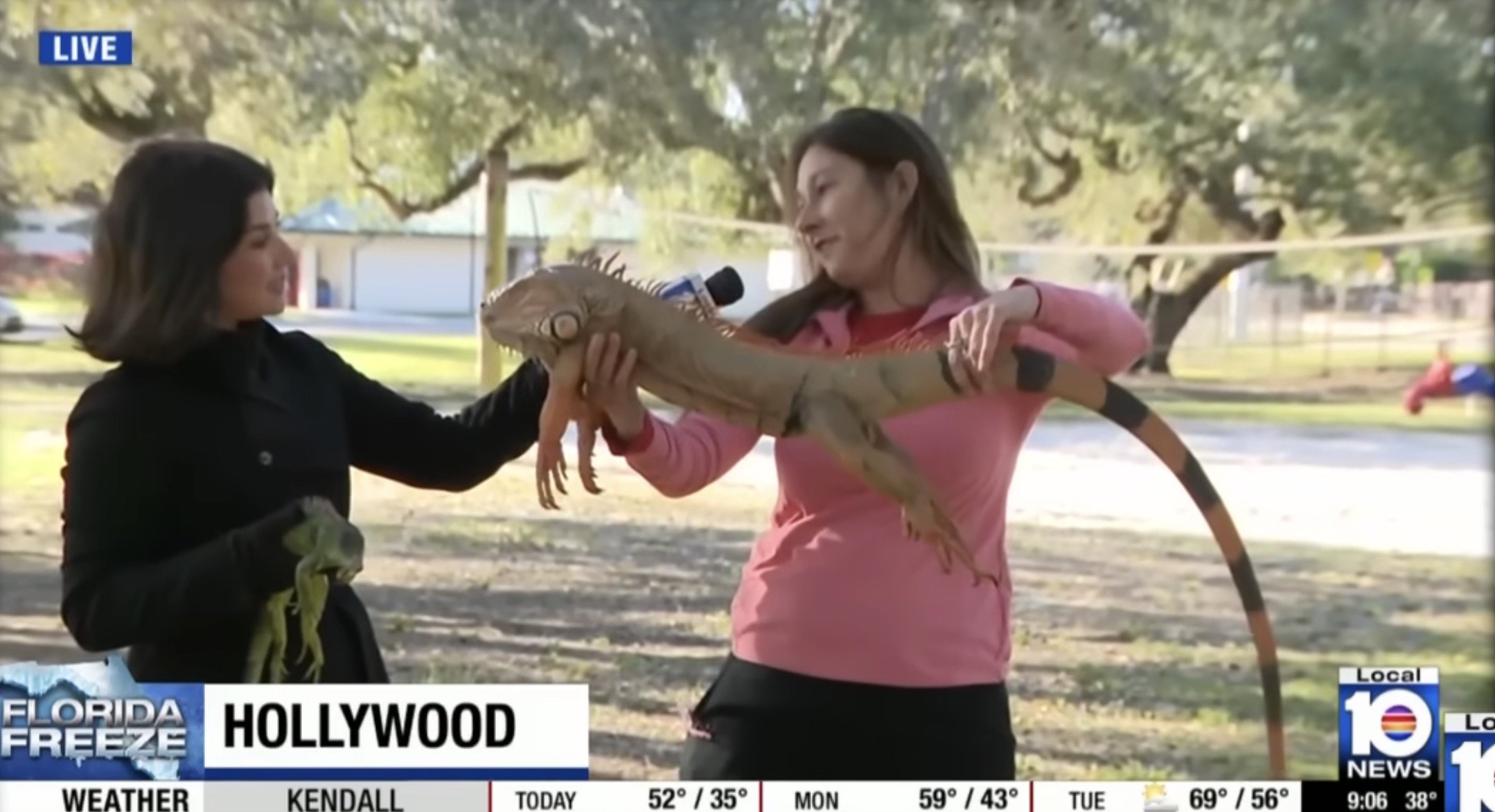 Furtuna de iarnă care a lovit sud-estul Statelor Unite în acest weekend a paralizat regiunea, provocând perturbări majore în transport și chiar faze bizare precum căderea iguanelor din copaci în Florida, unde temperaturile au scăzut dramatic