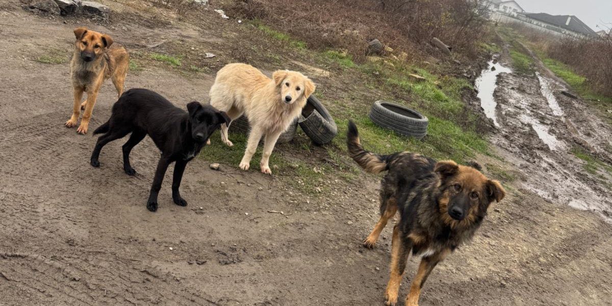 Sterilizare-caini-Ilfov.jpg - ReactMedia