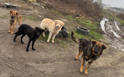 Sterilizare-caini-Ilfov.jpg - ReactMedia