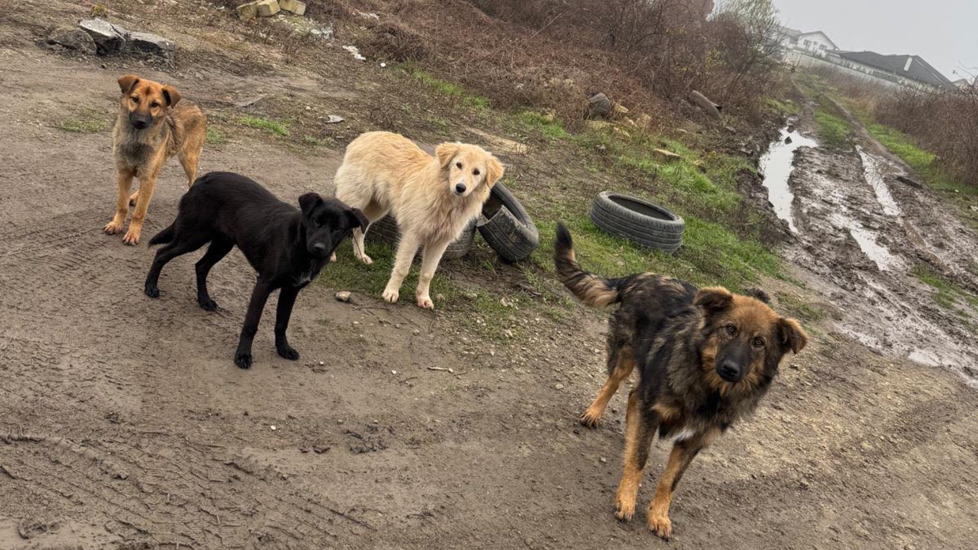 Campanie de sterilizare și microcipare gratuite pentru câini în Ilfov: Prioritate pentru Popești-Leordeni și orașele din apropiere Autoritățile din județul Ilfov intensifică eforturile de a controla numărul câinilor fără stăpân printr-o serie de campanii gratuite de sterilizare și microcipare, deschise atât pentru câinii cu proprietari, cât și pentru maidanezi