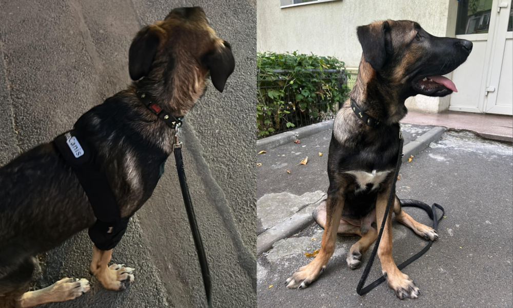 Untitled-design-37-1000x666.png - ReactMedia