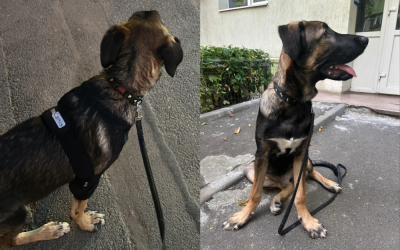 Untitled-design-37-1000x666.png - ReactMedia