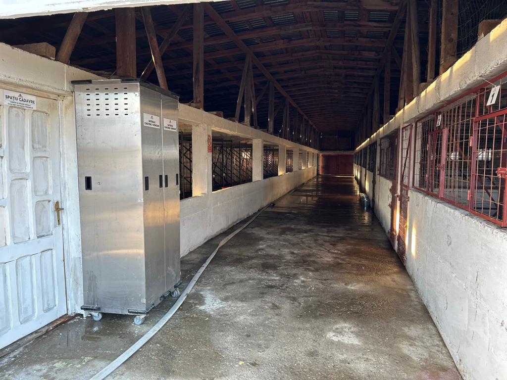 Primăria Grădiștea acuză firme private de încălcarea legii în gestionarea câinilor de la Vrancea; CJ Ilfov anunță adăpost propriu