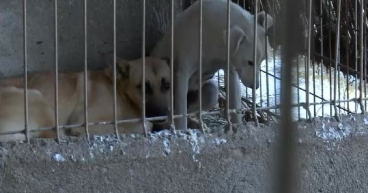 „Câini maltratați în adăpostul de la Suraia: descoperire șocantă”