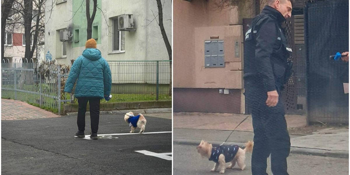 amenzi-bucuresteni-care-nu-strang-dupa-cainii-lor.jpg - ReactMedia