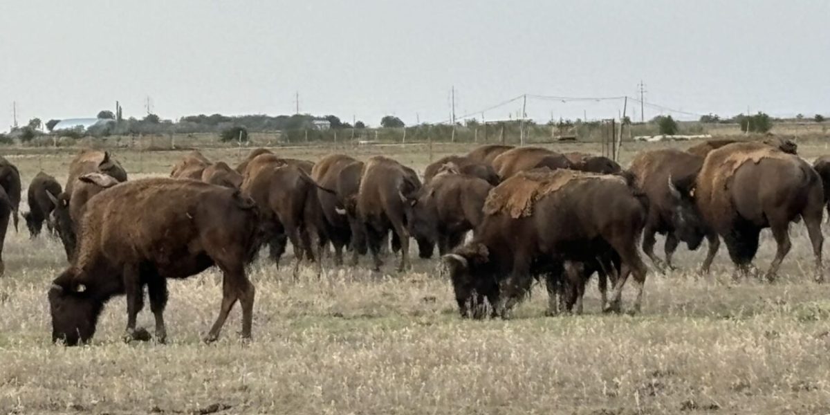 bizoni.jpg - ReactMedia