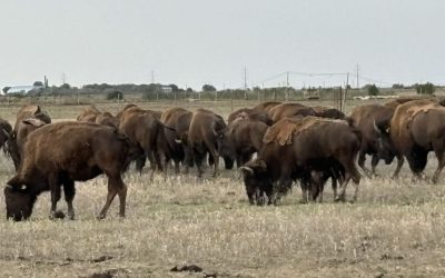 bizoni.jpg - ReactMedia