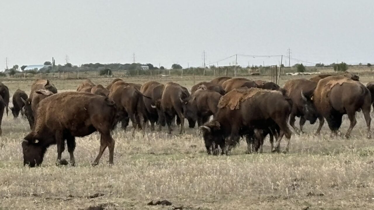 Alertă în județul Cluj: zeci de cadavre de animale protejate, descoperite într-o fermă din Recea Cristur Autoritățile din Cluj sunt în alertă după ce au descoperit o situație suspectă la o fermă situată în comuna Recea Cristur