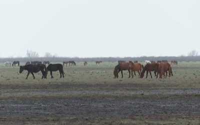 cai-letea-1.png - ReactMedia