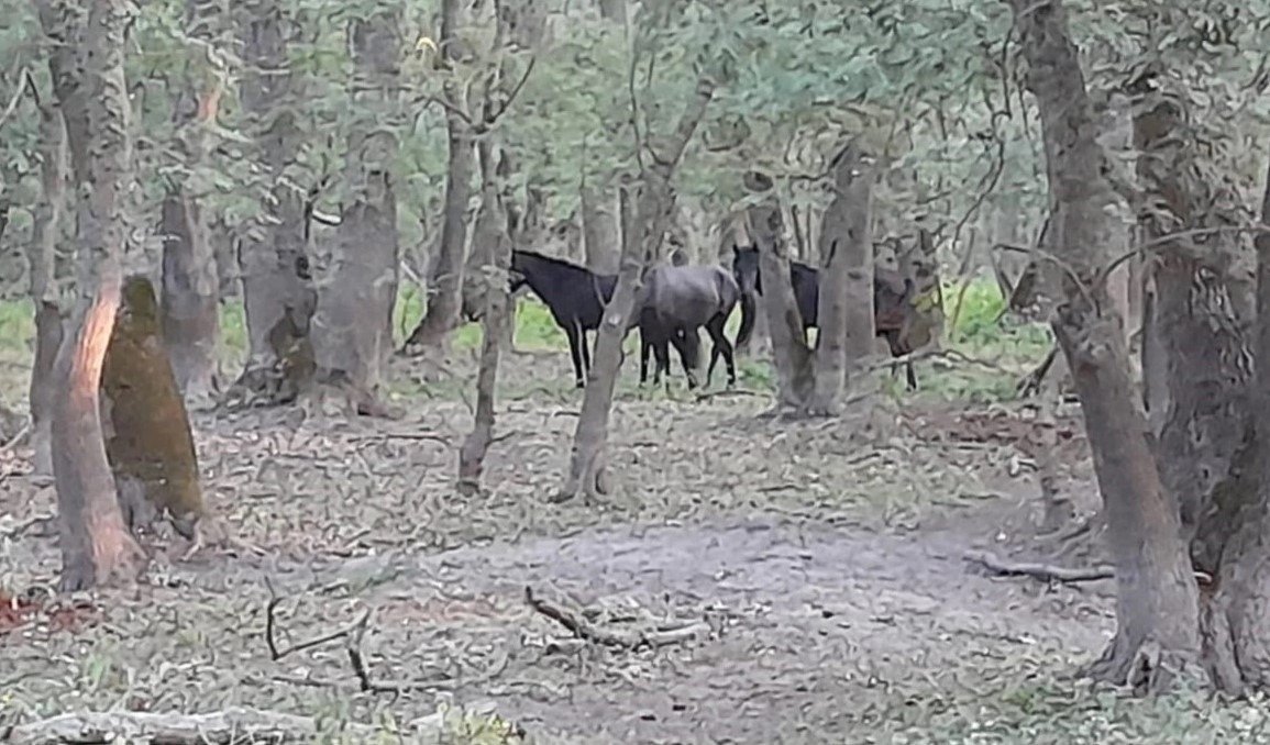 Salvarea cailor sălbăticiți din Delta Dunării, o intervenție de urgență surprinsă în inima naturii O zi obișnuită de muncă s-a transformat rapid într-o misiune de salvare pentru o haită de cai sălbăticiți din Delta Dunării, cazul fiind semnalat de localnici și explorat ulterior de o echipă de specialiști și fotografi