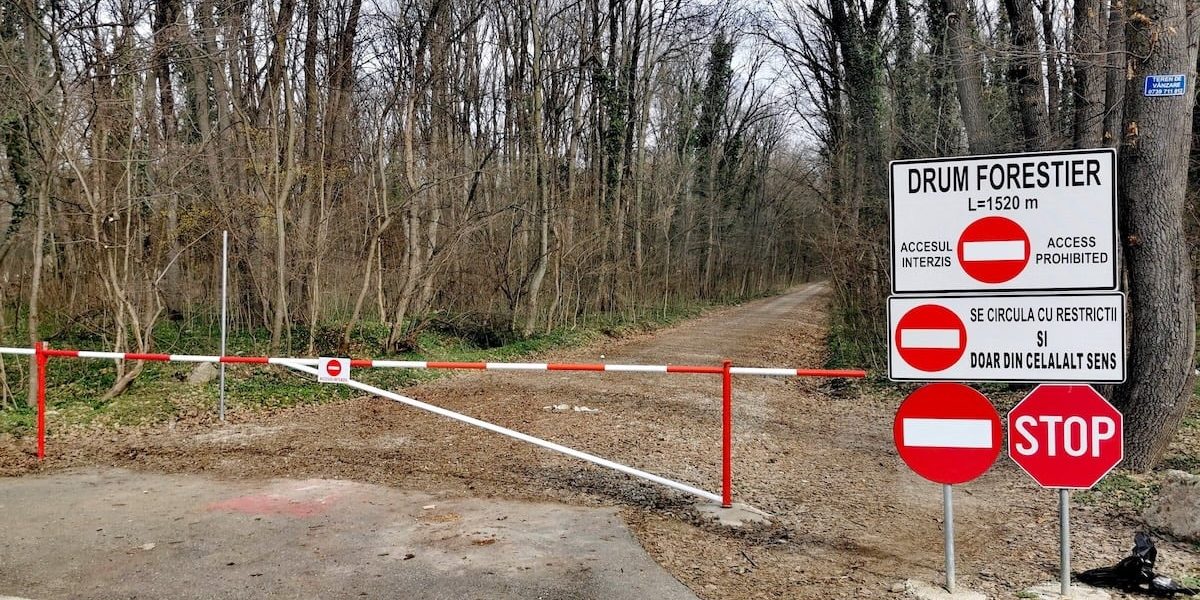 drum-forestier-auto-Padurea-Baneasa.jpg - ReactMedia