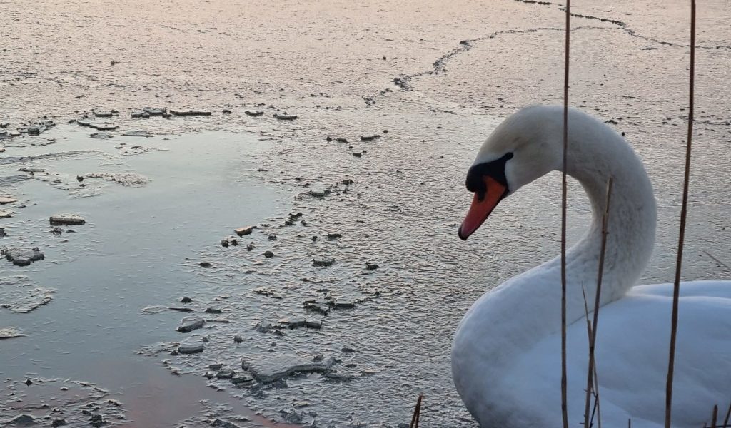 lacul-tabacarie-constanta-inghetat-parc-frig-ger-iarna-lebada.jpeg - ReactMedia