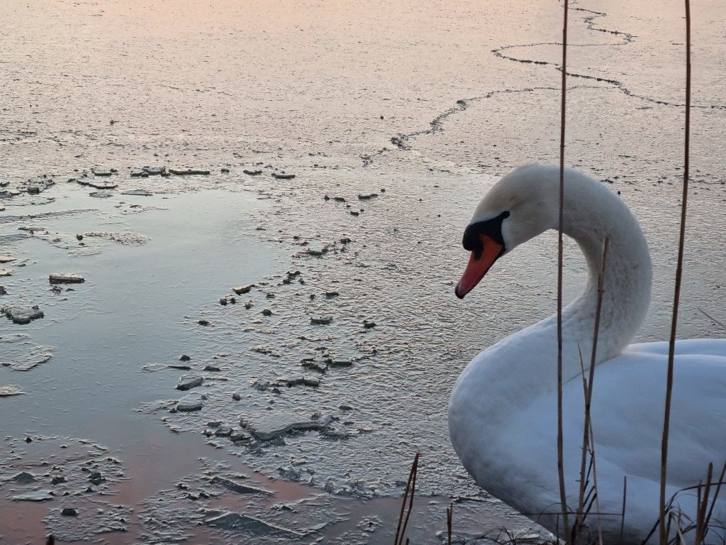 Zecile de lebede care iernează pe malurile râului Prut, în apropierea comunei Hudeşti, din judeţul Botoşani, atrag din nou atenţia pasionaților de natură şi ecologie