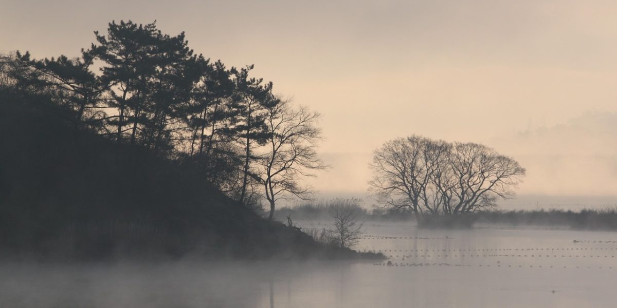 spinelee-bog-7426469_1280.jpg - ReactMedia