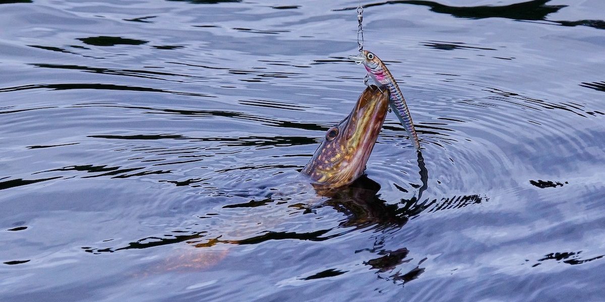 stiuca-.jpeg - ReactMedia