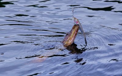 stiuca-.jpeg - ReactMedia