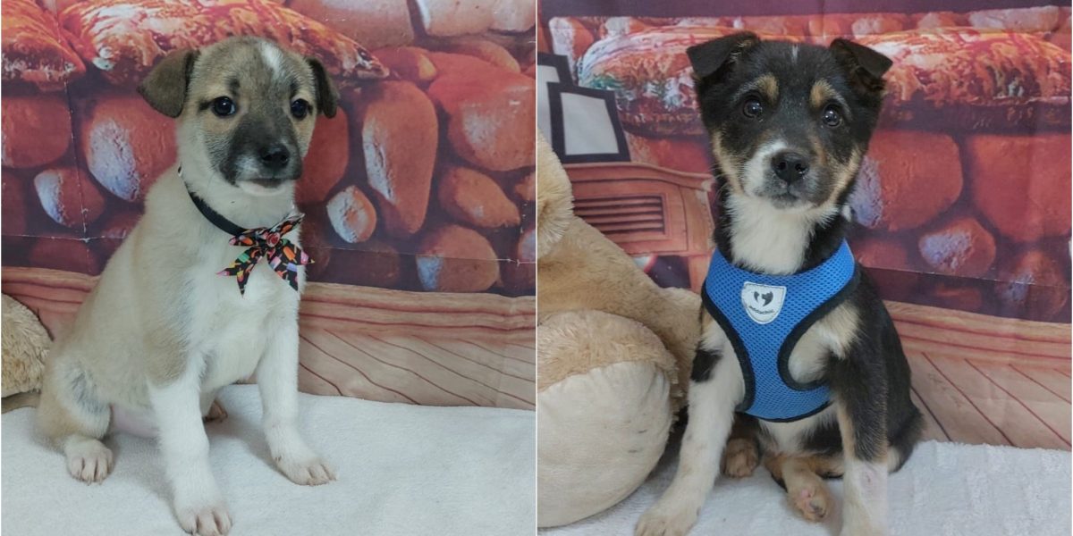 targ-adoptii-ASPA.jpg - ReactMedia