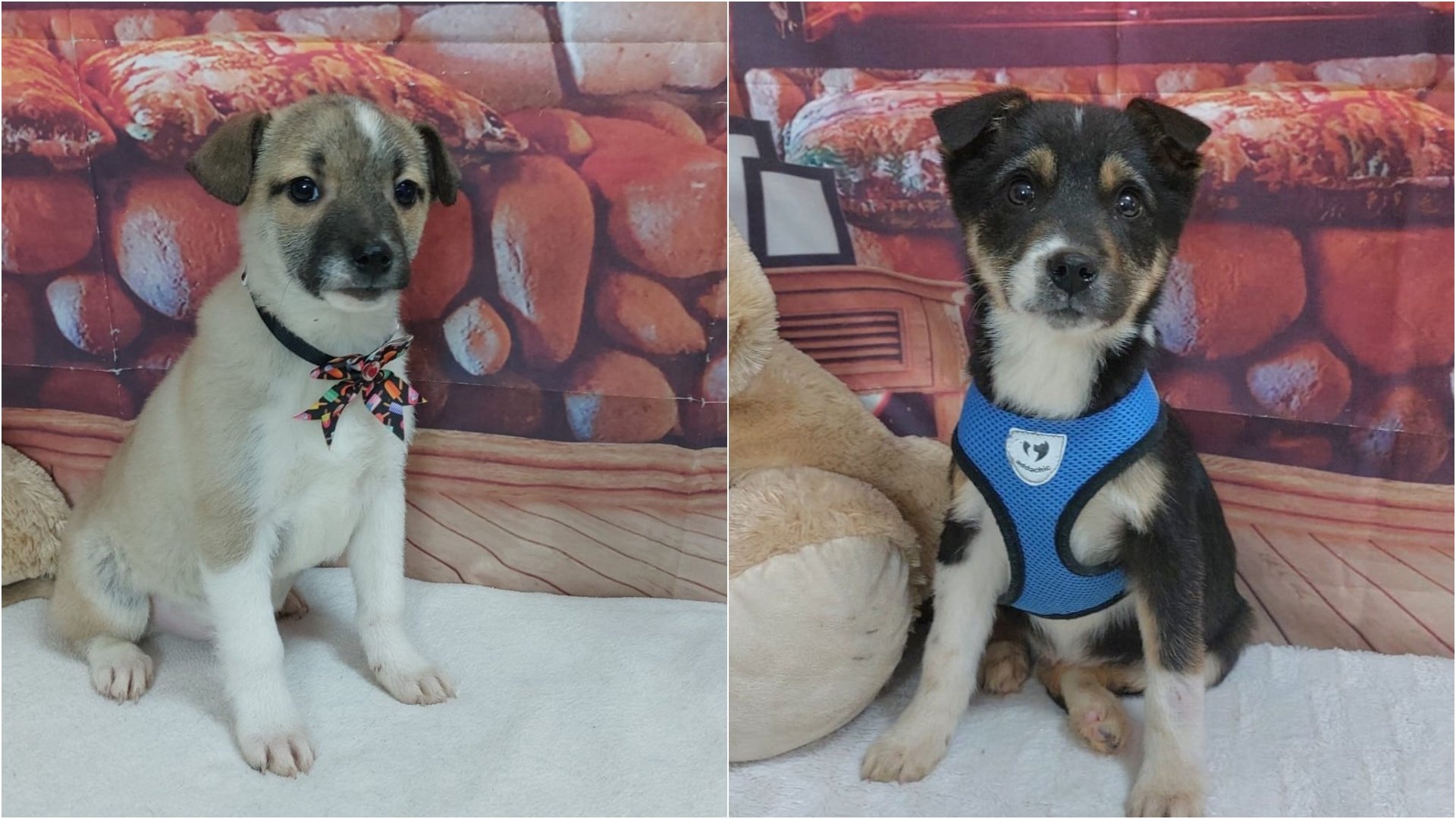 Primul târg de adopții din acest an, organizat de Autoritatea pentru Supravegherea și Protecția Animalelor București (ASPA), va avea loc în weekend la Veranda Mall, oferind bucureștenilor o oportunitate unică de a găsi un nou cămin pentru patrupedii fără adăpost