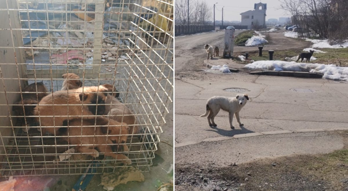 În ultimele săptămâni, autoritatea pentru Supravegherea și Protecția Animalelor din București (ASPA) a intensificat eforturile pentru a face orașul mai sigur și mai uman atât pentru locuitori, cât și pentru animalele fără stăpân