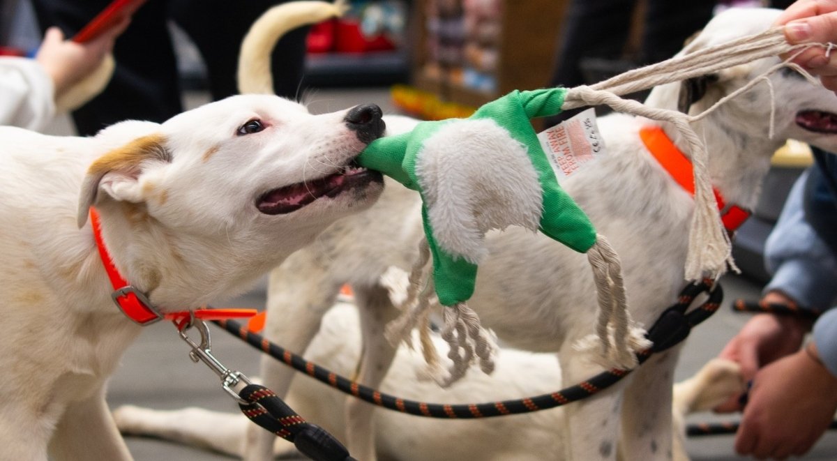 Eveniment ASPA pentru adopție de căței, început de aprilie