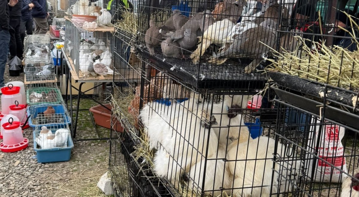 Autoritățile din Ilfov au descoperit o serie de nereguli grave la târgul din Voluntari, unde, deși târgul are autorizație doar pentru comercializarea alimentelor, s-au derulat activități ilegale de vânzare a animalelor