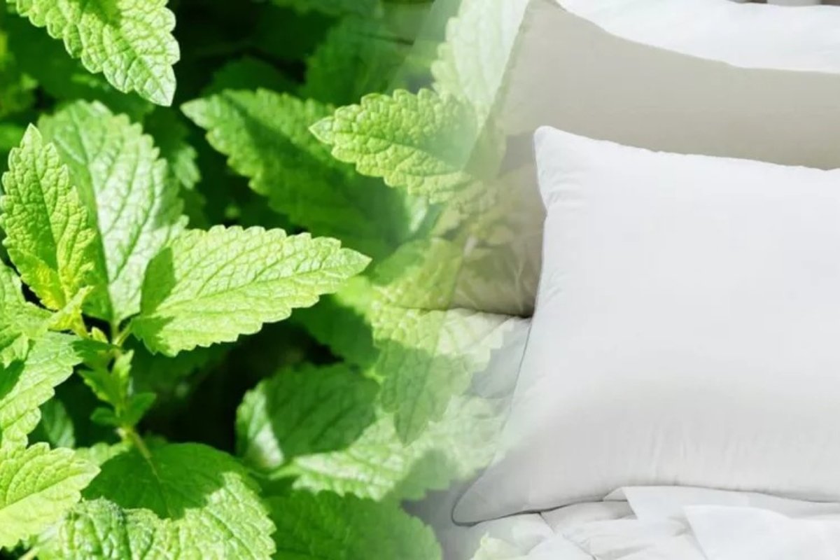 Trucul european al mentmei sub pernă: soluție naturală pentru un somn mai odihnitor Într-o lume din ce în ce mai agitată, căutarea unei metode naturale pentru îmbunătățirea calității somnului devine o prioritate pentru mulți europeni