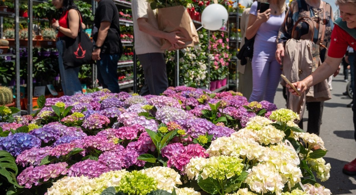 Primăria Sectorului 6 a anunțat recent deschiderea procesului de înscriere pentru comercianți interesați să participe la West Side Flower Fest, unul dintre cele mai îndrăgite evenimente culturale și estetice ale verii din București