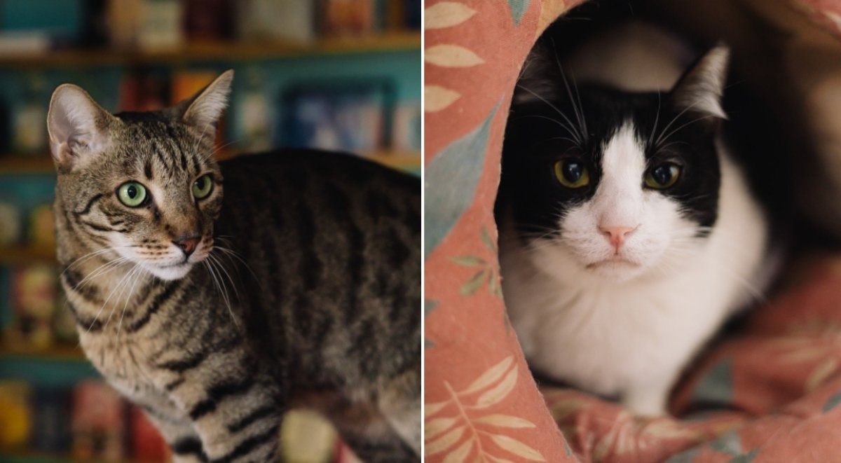 Miau Cafe își mută sediul, după aproape un deceniu de activitate în inima Sectorului 4, și anunță că va reveni pe scena bucureșteană într-o nouă locație