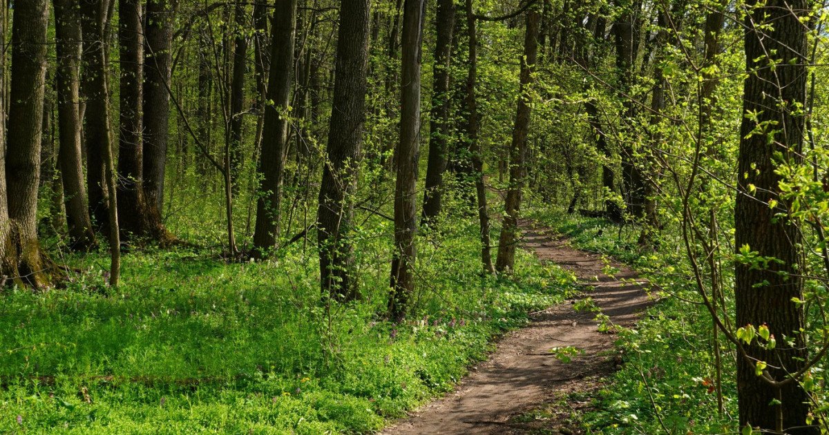 Covasna: peste 2.500 hectare de pădure revin statului, decizie definitivă