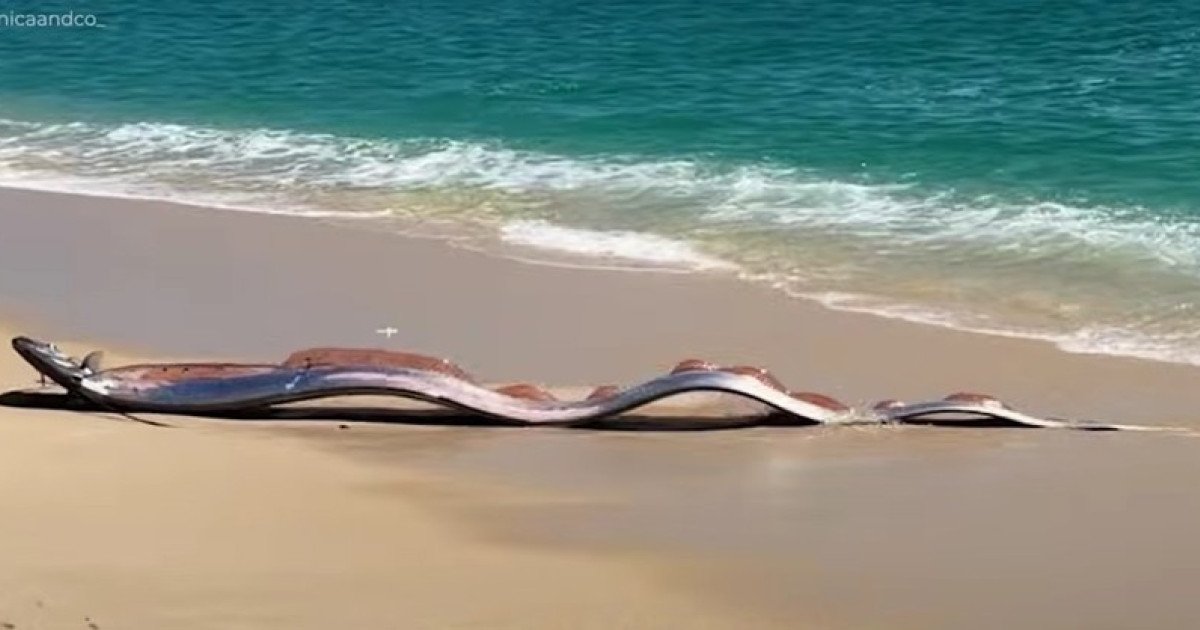 Descoperire neașteptată în largul Mării Roșii: doi pești-panglică uriași, unele dintre cele mai rare creaturi marine, au fost zăriți pe plaja din Cabo San Lucas, Mexic