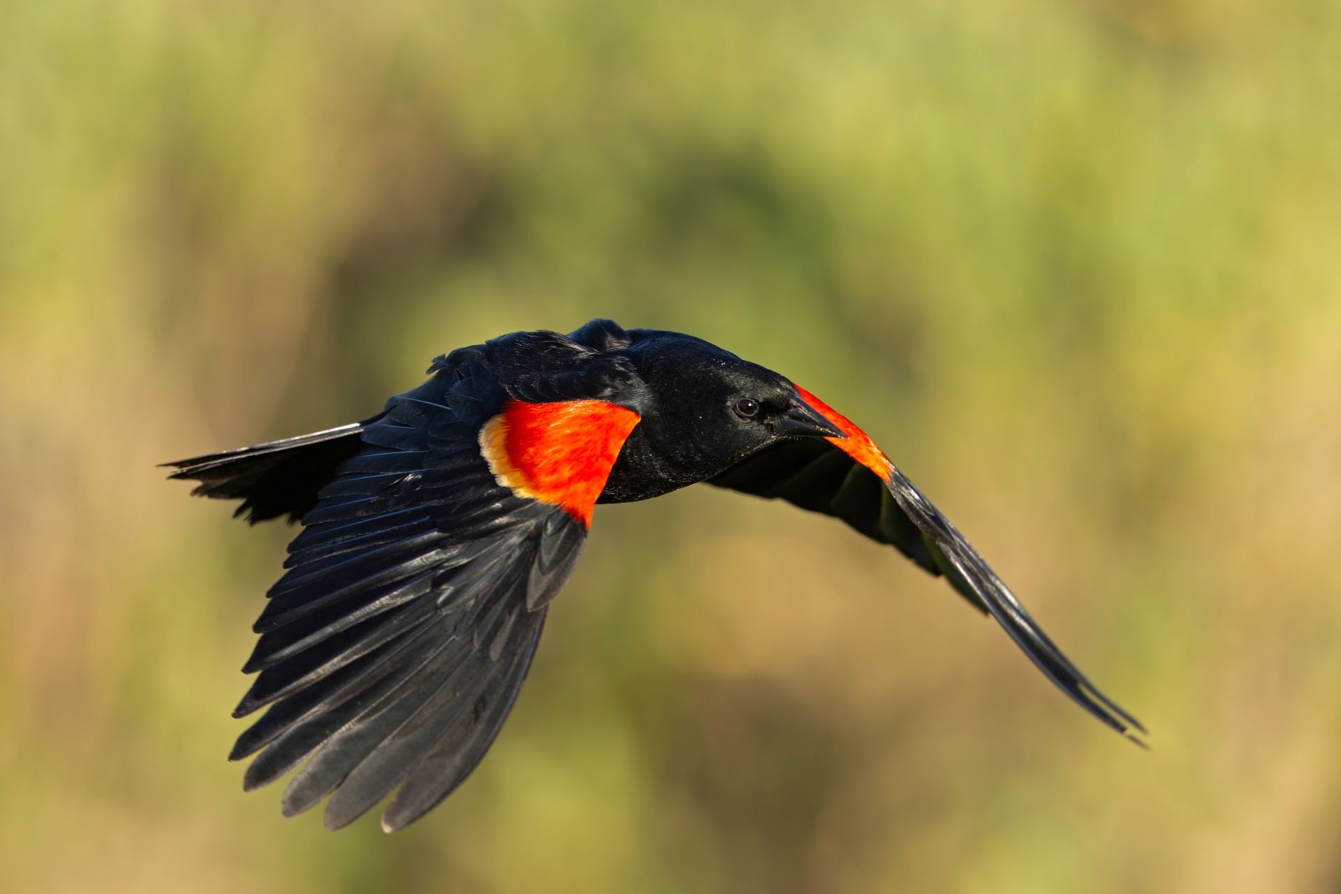 Dispariție rapidă a păsărilor în trei zone critice