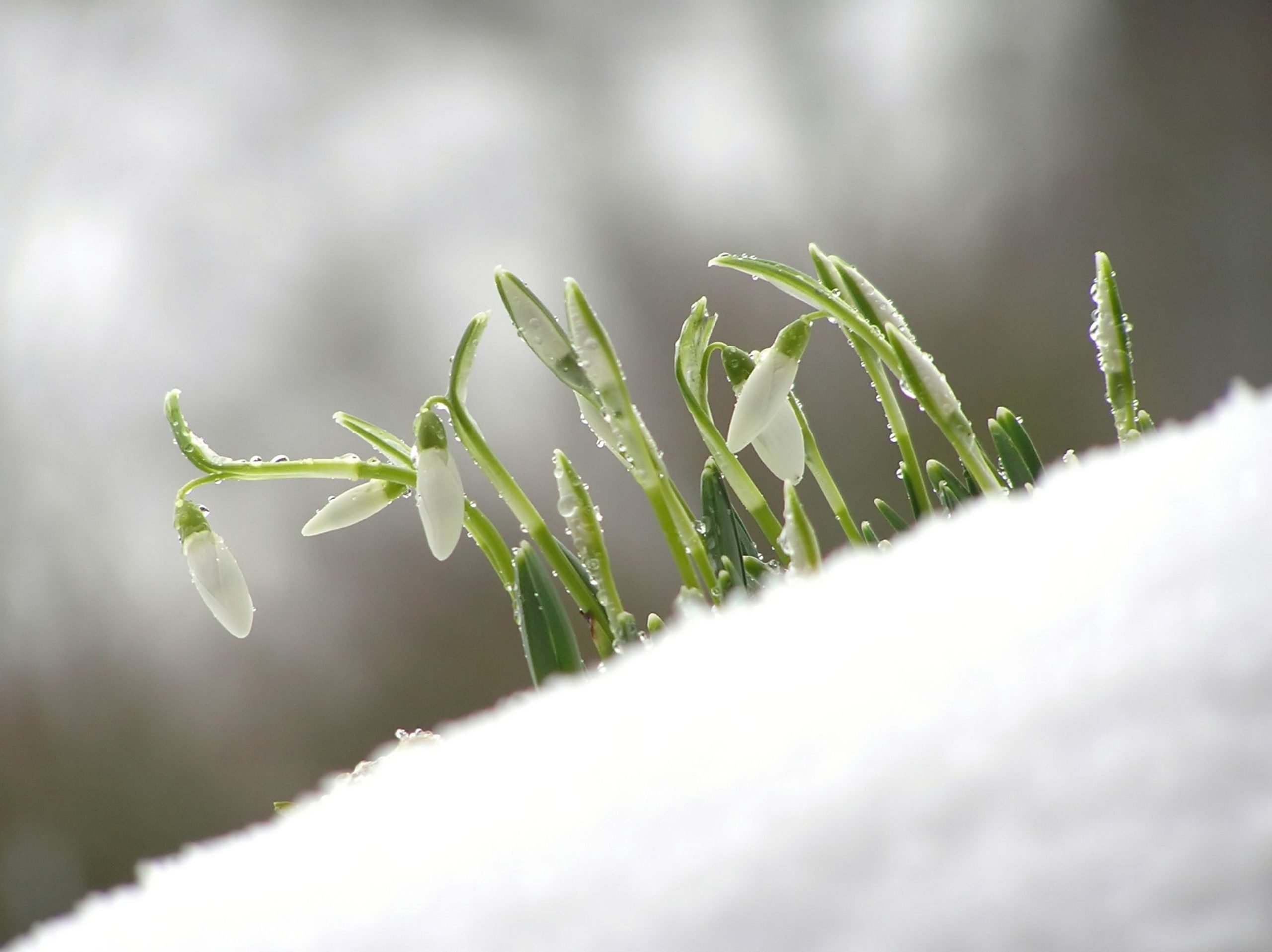 Martie 2026 a debutat cu contraste extreme în privința temperaturilor, marcând începutul unei luni cu variații climaterice neobișnuite în ultimele decenii