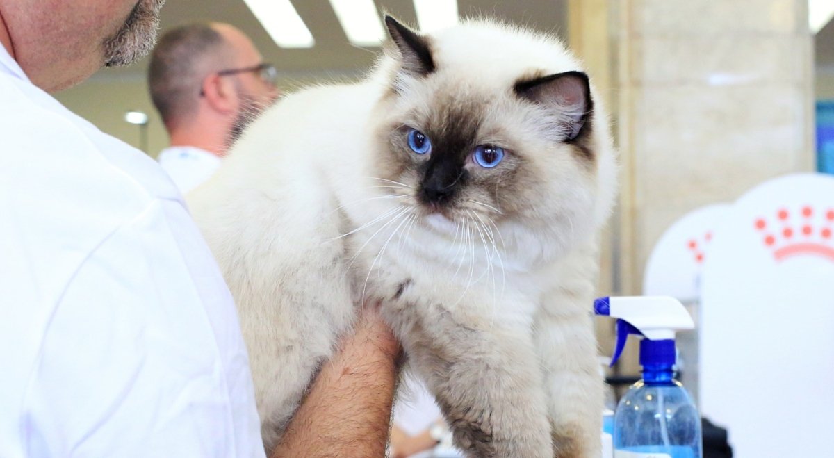 Piața evenimentelor feline revine în forță la București: Salonul Felin Internațional SofistiCAT și PetExpo aduc acasă cele mai rafinate exemplare și cele mai noi tendințe în domeniul animalelor de companie În weekendul 21-22 martie, Bucureștiul devine centrul pasionaților de feline și nu numai, odată cu revenirea celui mai așteptat eveniment al anului pentru iubitorii de pisici – Salonul Felin Internațional SofistiCAT