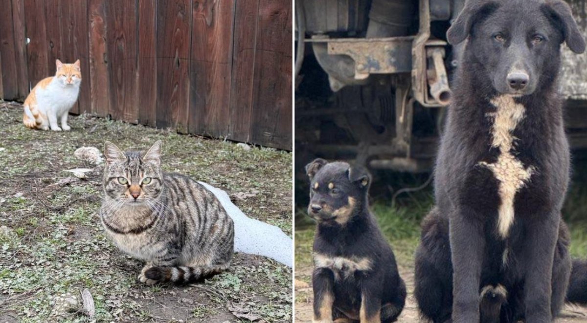 Ilfov, 1 aprilie 2026 – Campanie de sterilizări gratuite pentru câini și pisici, menită să oprească înmulțirea necontrolată a animalelor abandonate Județul Ilfov intră în această primăvară într-un amplu program de sterilizări gratuite, menit să combată fenomenul animalelor fără stăpân