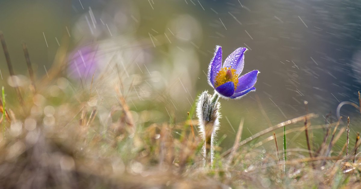România se confruntă cu o schimbare bruscă a vremii, după o perioadă de temperaturi de primăvară, meteorologii anunțând o răcire semnificativă începând cu data de 19 martie