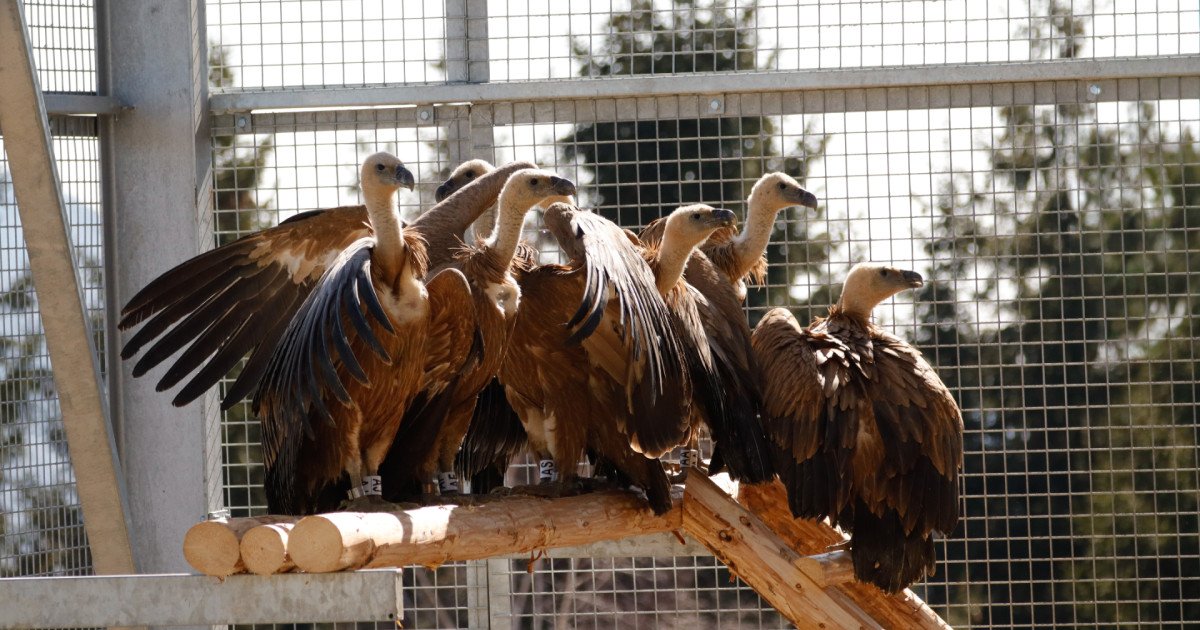 Prima etapă a proiectului de reintroducere a vulturului sur în Munții Făgăraș a luat acum o amploare semnificativă