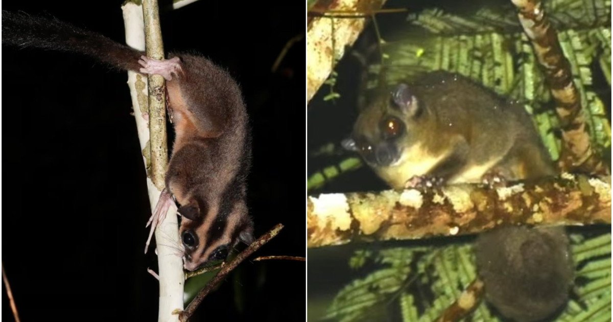 Descoperire remarcabilă în Papua de Vest: două specii dispărute de milenii, redescoperite în sălbăticia tropicală O descoperire spectaculoasă a redefinit înțelegerea biodiversității din regiunea Papua de Vest, unde, pentru prima dată în secole, cercetătorii au identificat două specii de marsupiale considerate dispărute de aproximativ 6.000 de ani