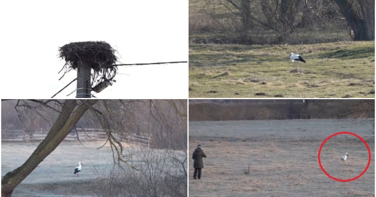 Barza Gobi, adoptată de localnici din Covasna: „Parcă am un copil”