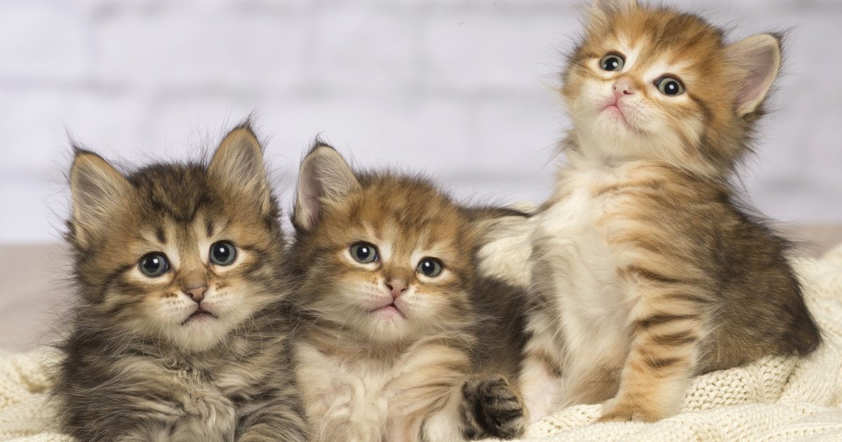 Pisicile, aliați neașteptați în lupta contra cancerului uman Un studiu internațional inovator a descoperit că genetica pisicilor domestice poate fi cheia în combaterea cancerului la oameni