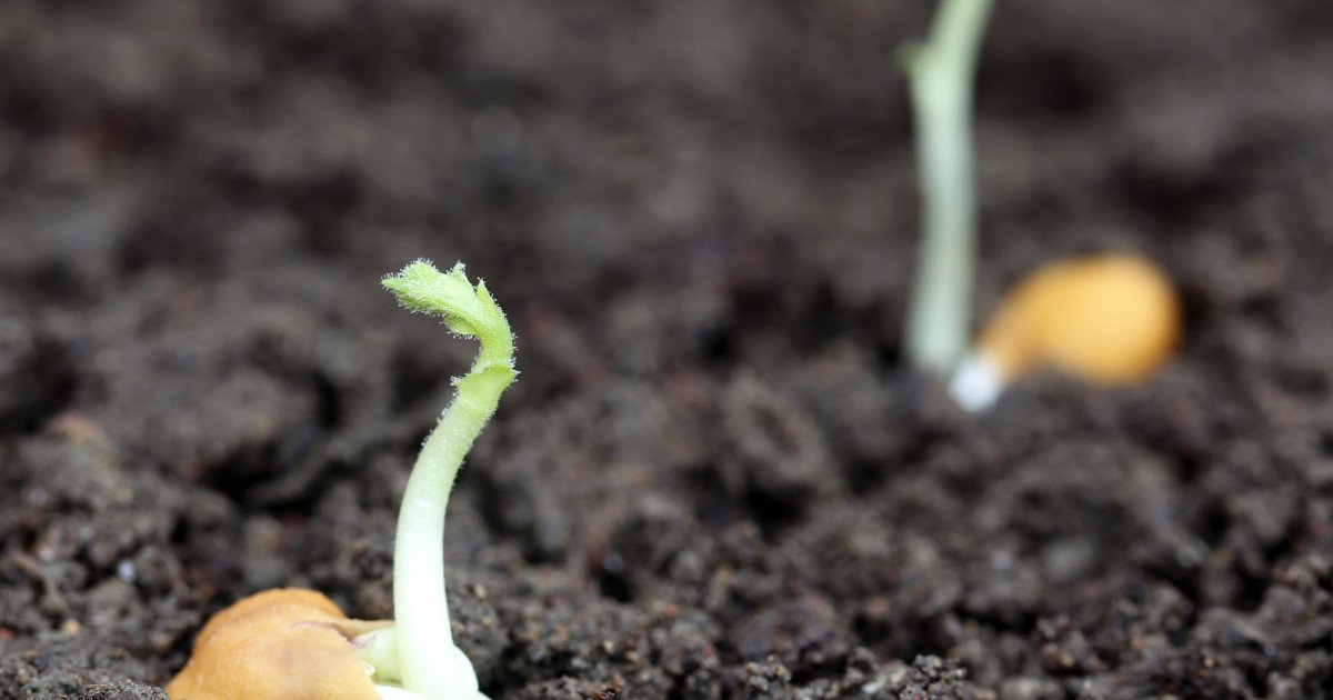 Explorarea lunară se apropie și, odată cu ea, întrebarea despre cum vor hrăni astronauții aflați pe suprafața satelitului natural devine din ce în ce mai relevantă