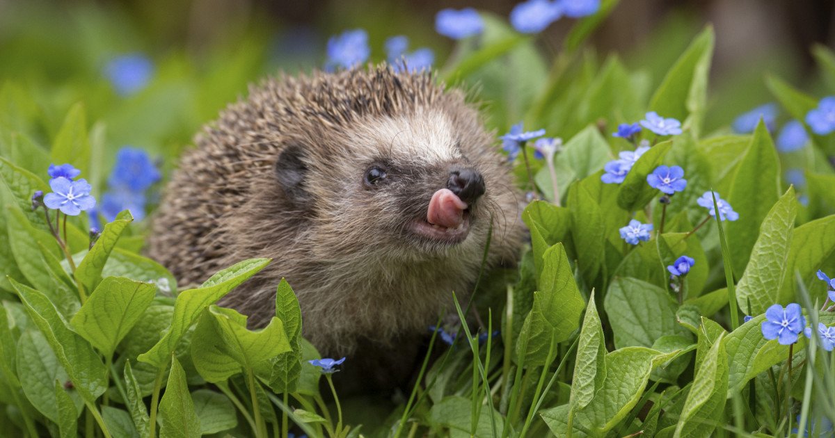 Rezultate neașteptate în studiul auzului ariciului european