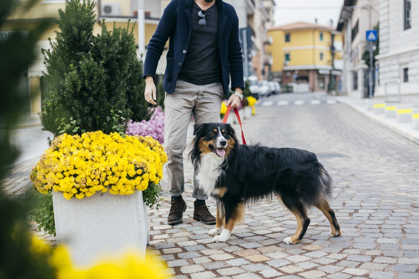 Amenzi usturătoare pentru stăpânii care nu curăță după câini în spațiile publice din România