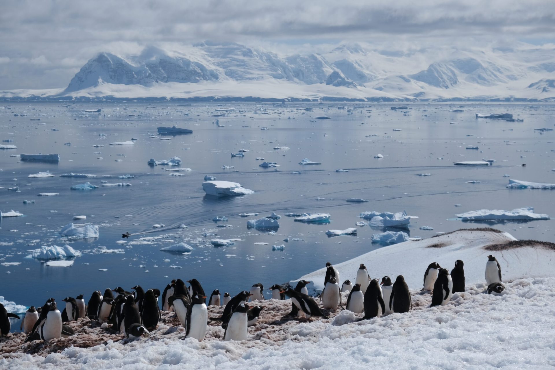 Oceanul Antarctic joacă un rol vital în reglementarea climei globale, iar descoperirile recente aduc în prim-plan complexitatea vieții microscopice care influențează acest echilibru delicate