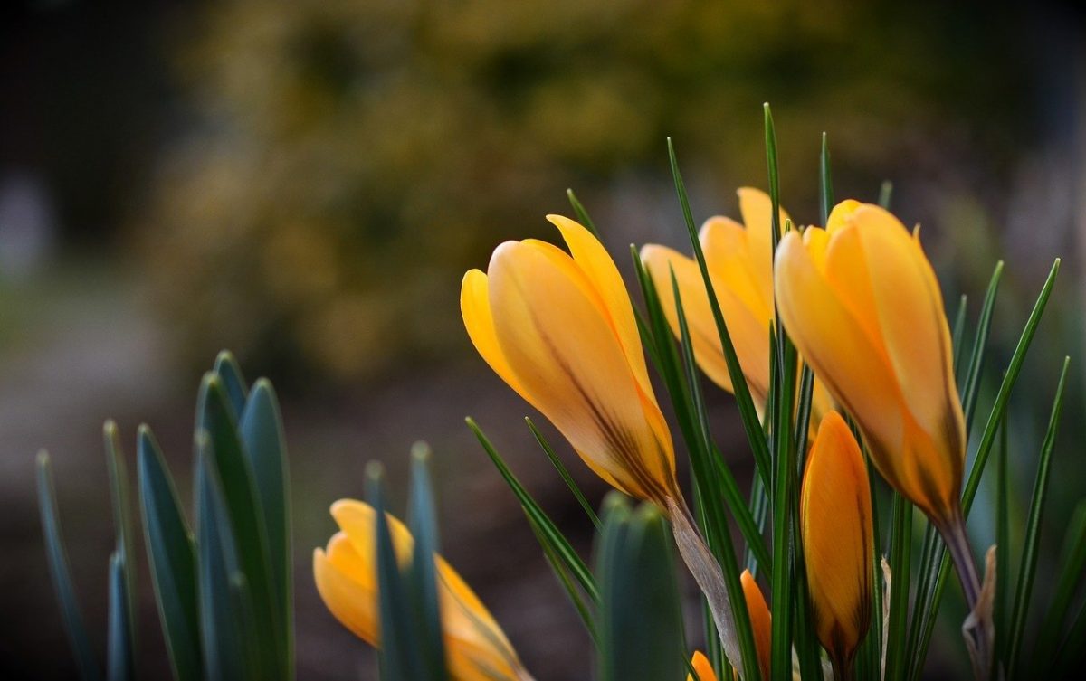 Vremea primăvăratică a sosit mai devreme în România, iar meteorologii avertizează că până la sfârșitul lunii martie, temperaturile vor fi mai ridicate decât cele normale pentru această perioadă