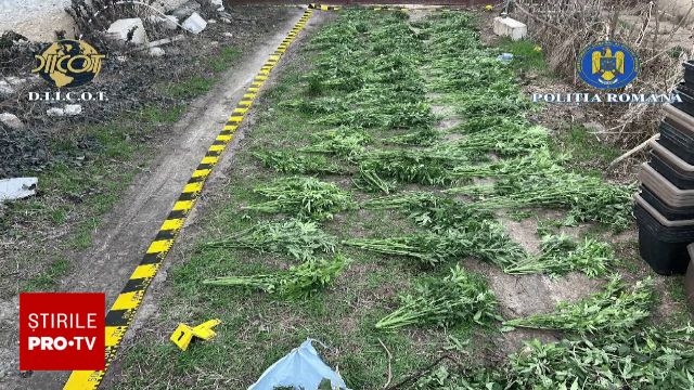 Zece plante de cannabis, găsite aruncate într-o canalizare din județul Galați, au dus la arestarea a trei persoane și la dispunerea măsurii arestului la domiciliu pentru alte trei