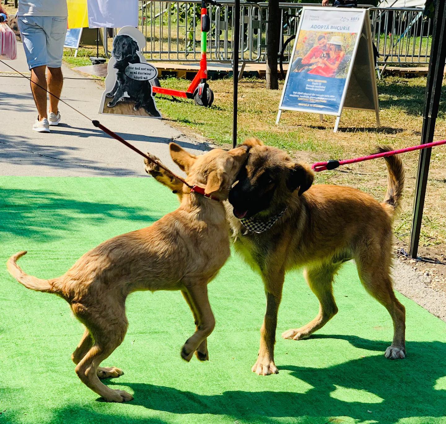 Târg de adopții ASPA, pe 28 martie, la petshop Sector 3