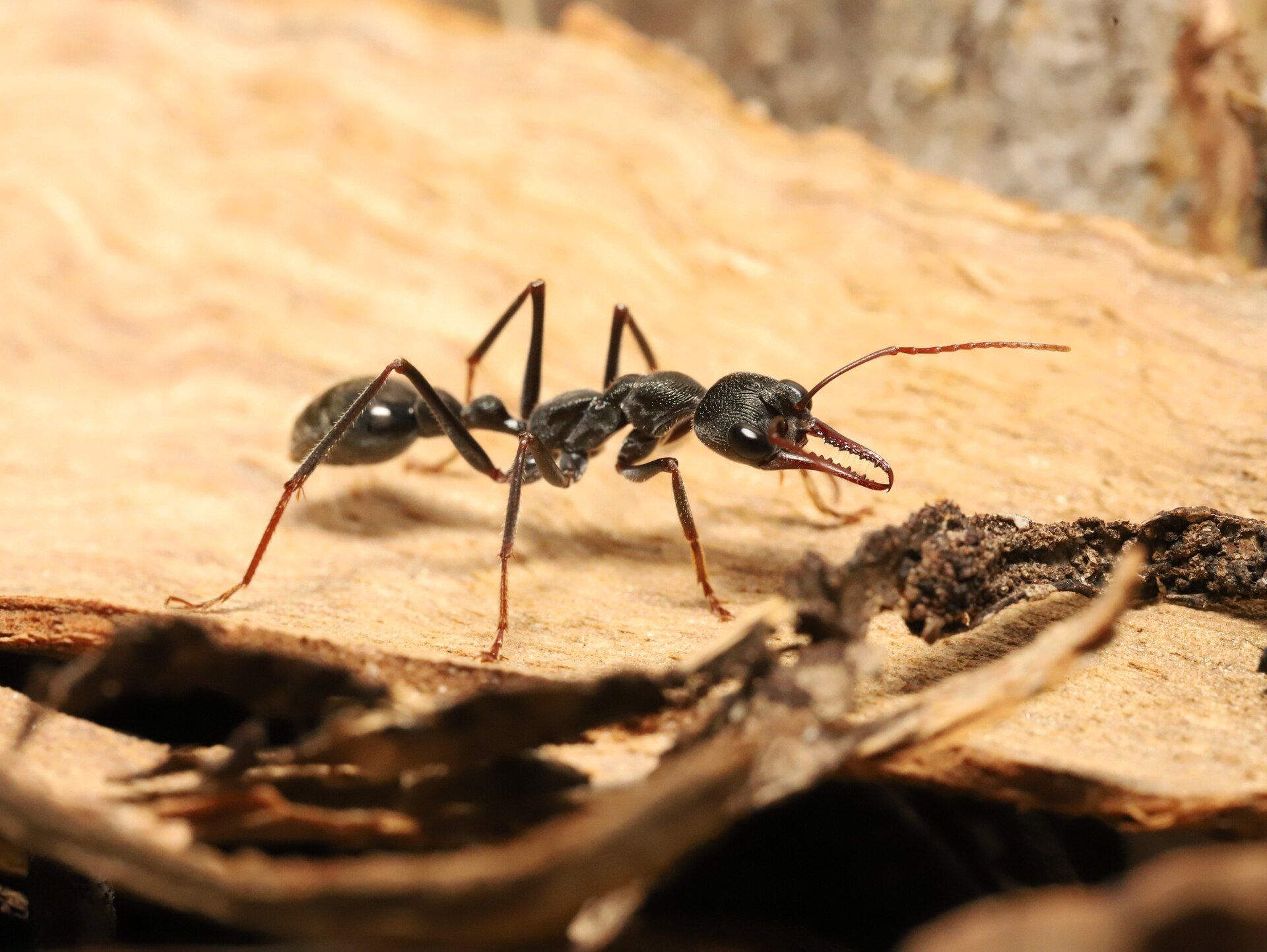 Furnicile nocturne, mici și discretive, au reușit să uimească lumea științei prin sofisticarea mecanismelor lor de orientare în întuneric