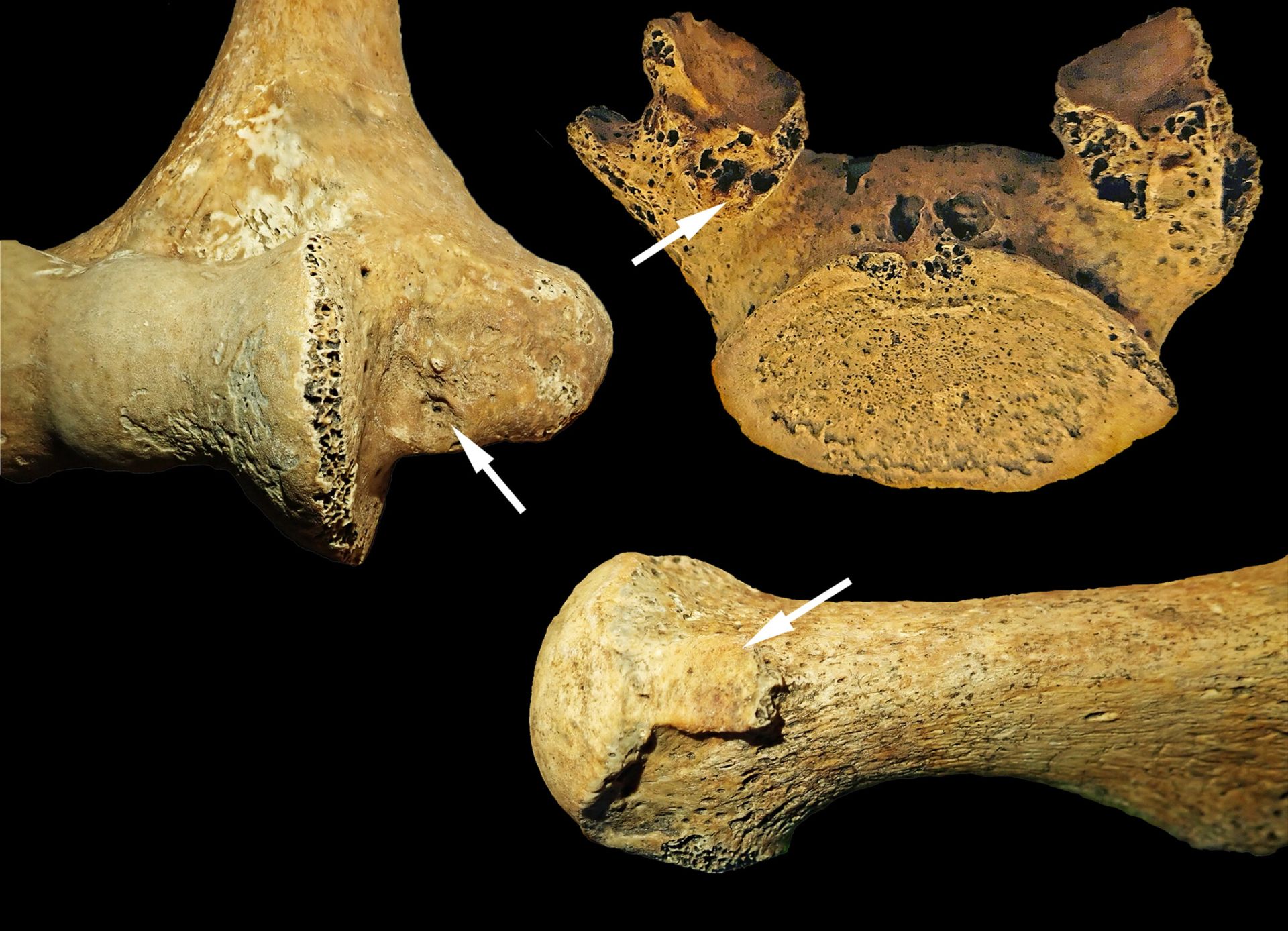 O descoperire arheologică revoluționează înțelegerea rolurilor de gen în societățile preistorice din Europa Centrală